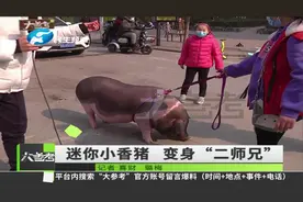 女子网购迷你小香猪，一年后长成100多斤大肥猪