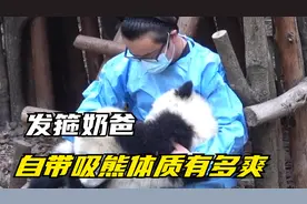 发箍奶爸：带大西门三太子，独宠女明星花花，自带吸熊体质有多爽视频封面