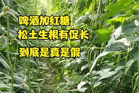 啤酒加红糖，松土生根又促长，真的假的？今天终于弄明白了视频封面