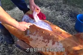 看“杀猪佬”处理300斤的猪，操作神乎其神又烤黑又刮干净太牛了视频封面