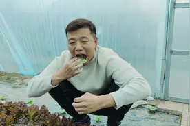 有阳台种点“生菜”，叶片自带花边，就像花一样，一棵能吃几个月视频封面