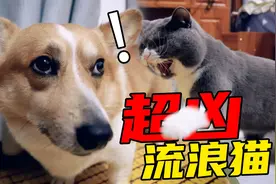 狗子刚和流浪猫正式见面，竟然就差点被打哭了，这猫太凶了吧！视频封面