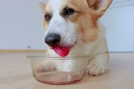 小柯基狗生第一次吃火龙果！还没尝出味来，就已经吃光了！视频封面