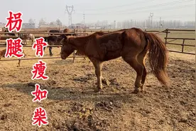 牛圈里一匹马受伤严重，骨瘦如柴！这是谁干的？好想帮帮它！视频封面