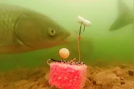 天冷为什么不好钓鱼，看这个视频你就全明白了