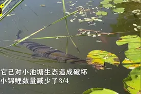 大连一小区出现鳄雀鳝 属外来入侵物种对生态破坏性强视频封面