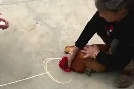 定身术？为什么农村人把鸡头按住，在它面前画一条直线就不能动了视频封面