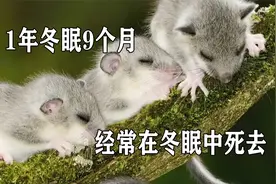 冬眠时间最长的动物，1年冬眠9个月，经常在冬眠中死去视频封面