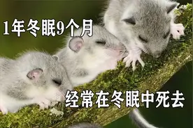 冬眠时间最长的动物，1年冬眠9个月，经常在冬眠中死去视频封面