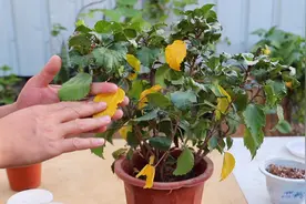 扶桑花冬季黄叶，3个方面出了问题，看完知道怎么解决了视频封面