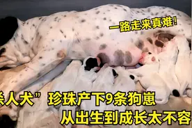 “杀人犬”珍珠的9条狗崽，一路成长真不容易，镜头记录全过程！视频封面