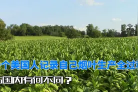 一个美国人记录自己烟叶生产全过程，他们生产方式和我们有何不同视频封面