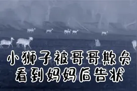 小狮子被哥哥欺负，看到妈妈后告状视频封面