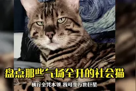 盘点那些气场全开的社会猫，狗子：当时吓得我大气都不敢喘。视频封面