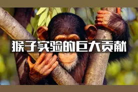 猴子实验在巨大作用，你知道吗？视频封面