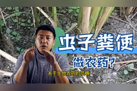 虫子的粪便能做农药 这是什么神奇的操作 生物农药了解一下