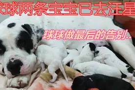 球球宝宝小二老八已去旺星，球宝主人含泪告别，现场真是热泪盈眶视频封面