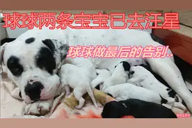 球球宝宝小二老八已去旺星，球宝主人含泪告别，现场真是热泪盈眶视频封面
