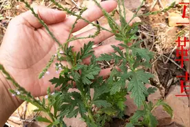 路边“马鞭草”，可以调经止痛也能通乳下奶，长相很奇特哦视频封面