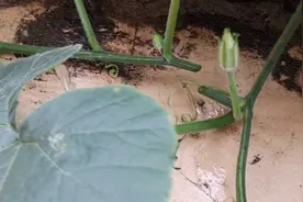 买南瓜带有的籽不要丢，种到土里，长出一大片南瓜苗，吃都吃不完视频封面