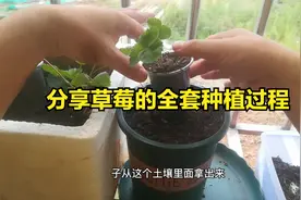 分享草莓的全套种植过程，想吃草莓自己种，长得快果子多视频封面