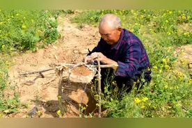甘肃甘谷农民谢海荣讲述捉拉地鼠的方法和步骤视频封面