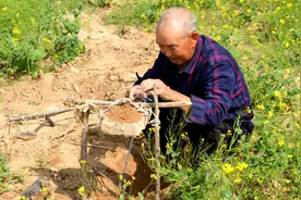 甘肃甘谷农民谢海荣讲述捉拉地鼠的方法和步骤视频封面
