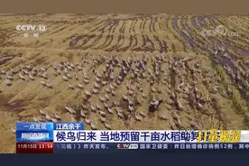 食物充足、安全栖息！候鸟归来，江西余干预留千亩水稻助其越冬视频封面