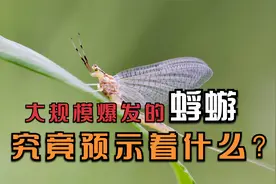 湖南漫天盖地的蜉蝣是从哪里来的？蜉蝣是寿命最短的昆虫吗？视频封面