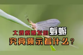 湖南漫天盖地的蜉蝣是从哪里来的？蜉蝣是寿命最短的昆虫吗？视频封面