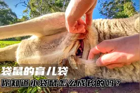 袋鼠妈妈的育儿袋，小袋鼠吃喝拉撒全在育儿袋中，还需要定时清理视频封面