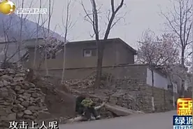王刚讲故事：专家分析狼伤人事件，无非就是两个原因视频封面