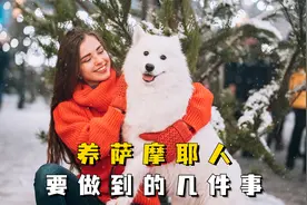 合格养萨摩耶人，都能做到的几件事！