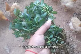 农村一种野菜喂鸡，抗菌消炎，肠道好长得壮，妙招值得分享