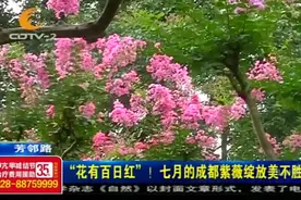 “花有百日红”!七月的成都紫薇花绽放美不胜收,听说还怕“痒”?视频封面
