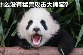 大熊猫没有天敌，为什么还会变成濒危物种呢？视频封面
