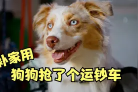 为了贴补家用，狗狗抢了一辆运钞车，搞笑喜剧《猎犬强盗》视频封面