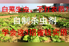 白菜生虫别打药，只需3招，白菜高产无虫害，农民用了30年妙招