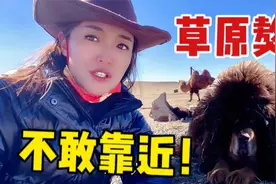 草原蒙古獒只防大型动物，户外生存能力多强？外地人千万别靠近！视频封面