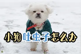 狗狗吐出了虫子，小狗吐虫子怎么办视频封面