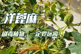 山西晋北山区路边一种剧毒植物，牛羊骡马都不吃，一点就可以要命视频封面