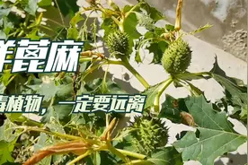 山西晋北山区路边一种剧毒植物，牛羊骡马都不吃，一点就可以要命视频封面