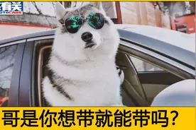 带宠物坐车被罚，司机都蒙圈了，老司机告诉你到底应该坐哪