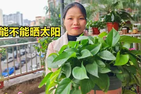 绿萝能不能晒太阳，情况要区分，不懂的可不要乱晒，不然易黄叶视频封面