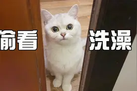 猫为什么喜欢偷看人洗澡？猫是偷窥狂魔吗？视频封面