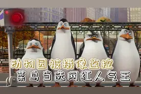 企鹅面临曝光危机，动物园被装满监控，菜鸟成为网红人气王视频封面