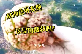 纹铭赶海意外发现海菠萝？我也懵了。大自然真的是太神奇了。视频封面