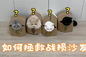 教大家 一招拯救《被猫抓烂的沙发》视频封面