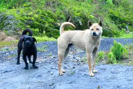 中华田园犬，目前见过最凶的狗，刚到村口就冲上来拼命的吠视频封面