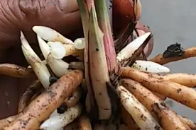 兰花迟迟不发新根，不要再等了！喂它1粒小药片，长根就容易了视频封面